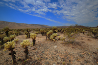 Cactuses.../...