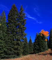 Fall.../...