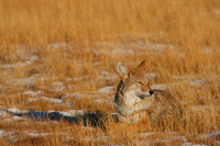 Sad coyote/ 