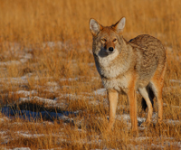 More coyote/ 