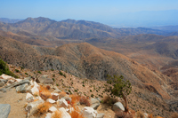 Green in a desert-1/  -1
