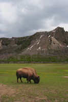 Lonely buffalo.../ ...
