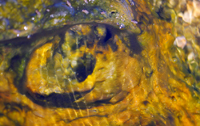 Macro-abstract-3: Dragon eye.../--3:  ...