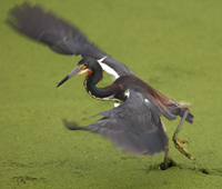 Dance in a swamp.../  ...