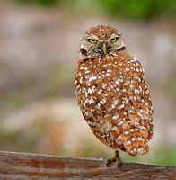 Yellow-eyed/