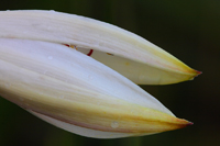 Macro-abstract-12.../--12...