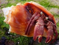 Where do crabs spend their winters?../    ?..
