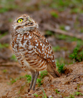 One-eyed.../...