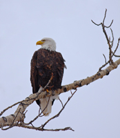 Eagle... magestic.../... ...