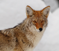 Freezing coyote.../ ...