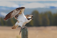 A bird.../...