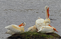 Pelicans/