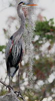 Peeled bird.../ ...