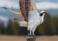 Take-off.../...