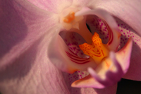 Macro-abstract-34.../--34...