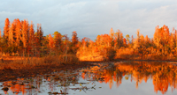 Evening on a swamp.../  ...