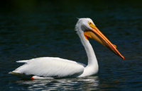 Pelican.../...