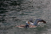 A fight :)/ :)